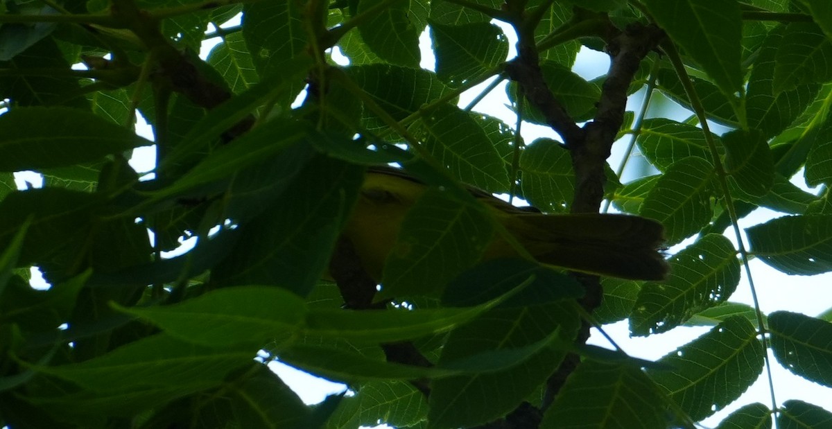 Gartentrupial - ML659694211