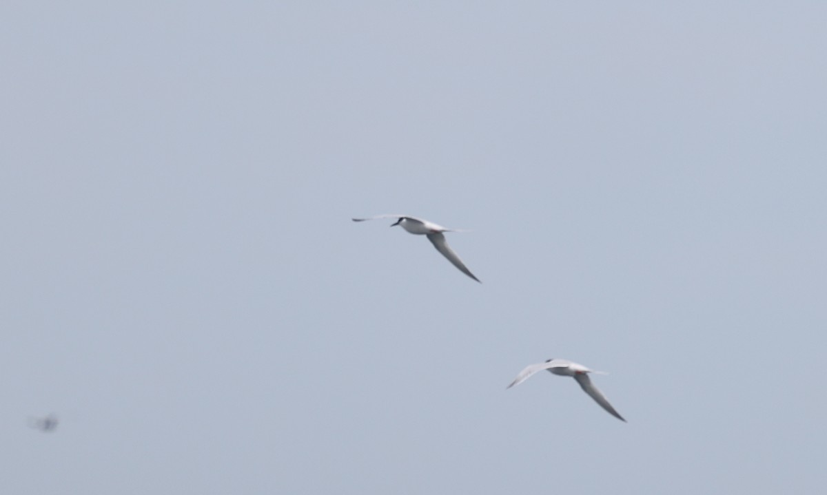 Roseate Tern - ML659694414
