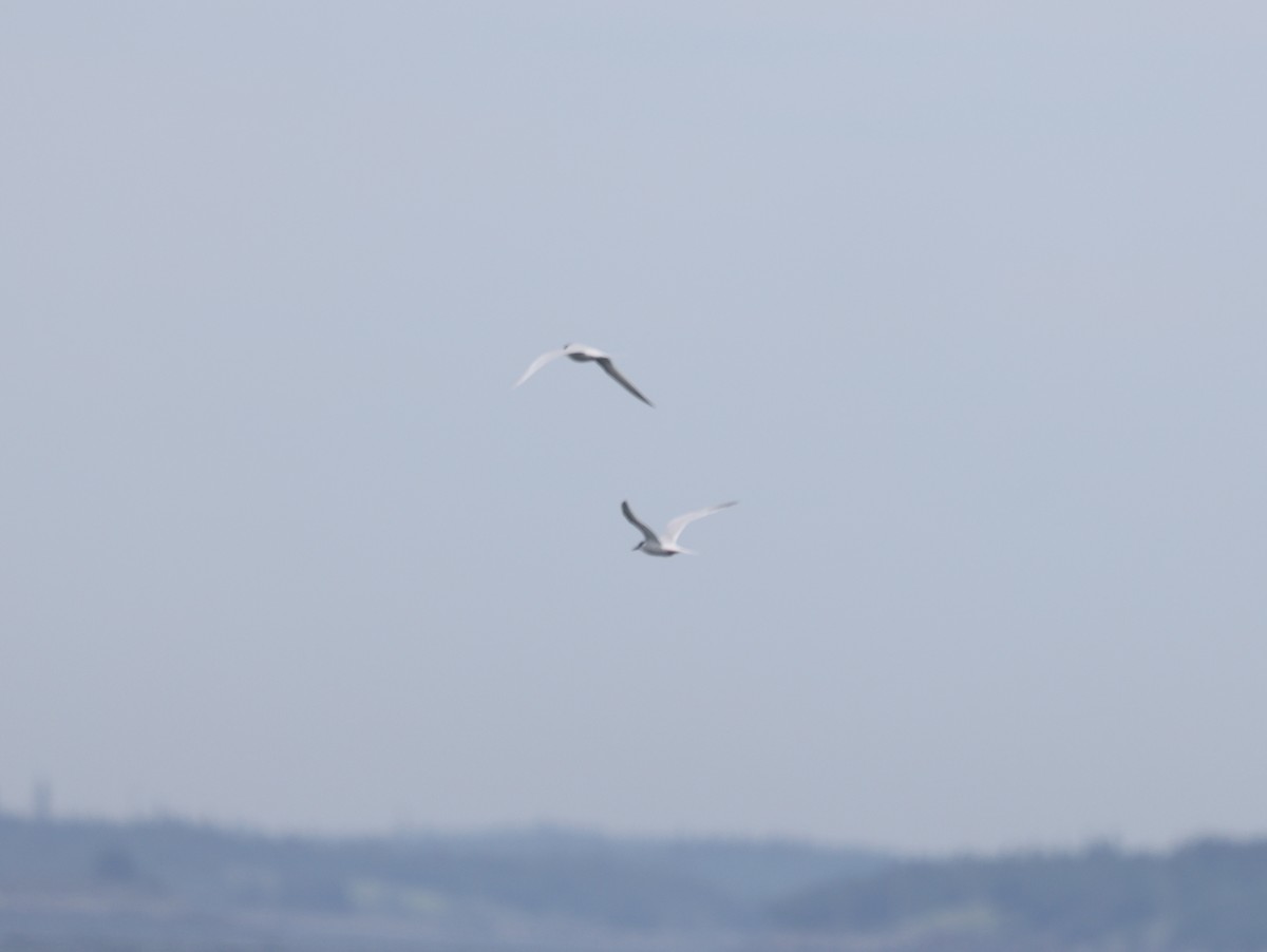 Roseate Tern - ML659694415