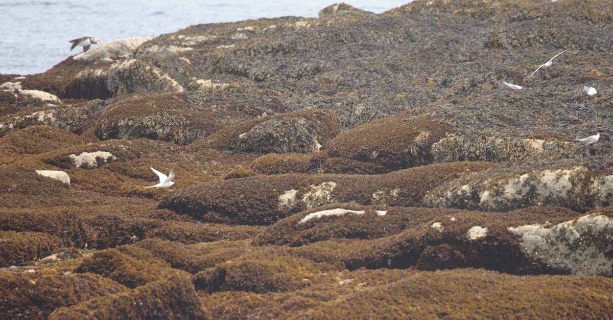 Roseate Tern - ML659694416