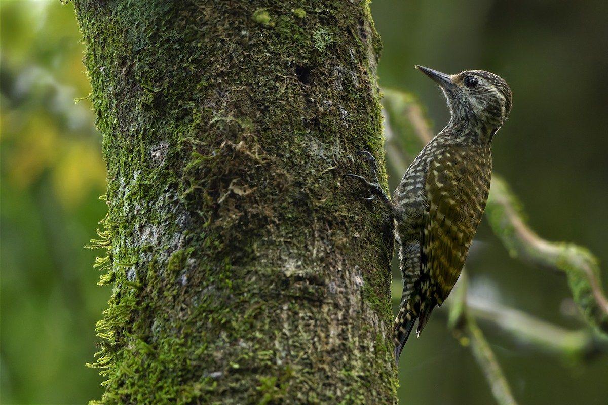 White-spotted Woodpecker - ML659694641
