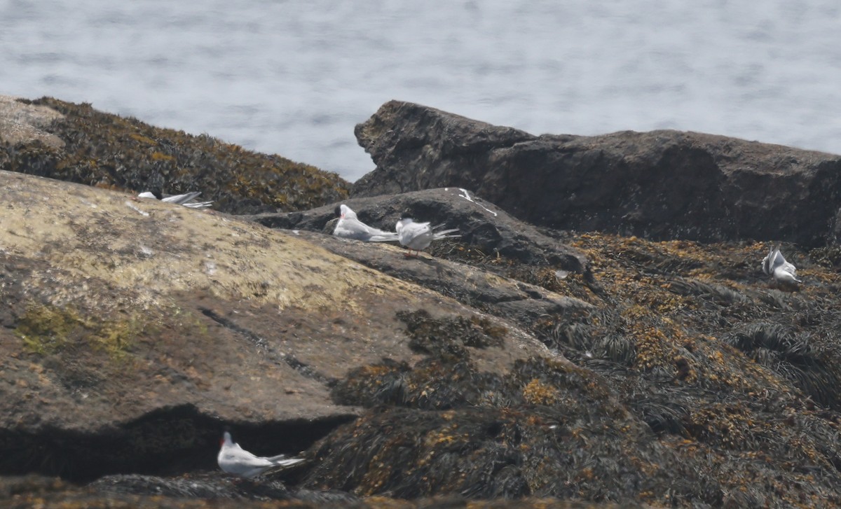Roseate Tern - ML659694741