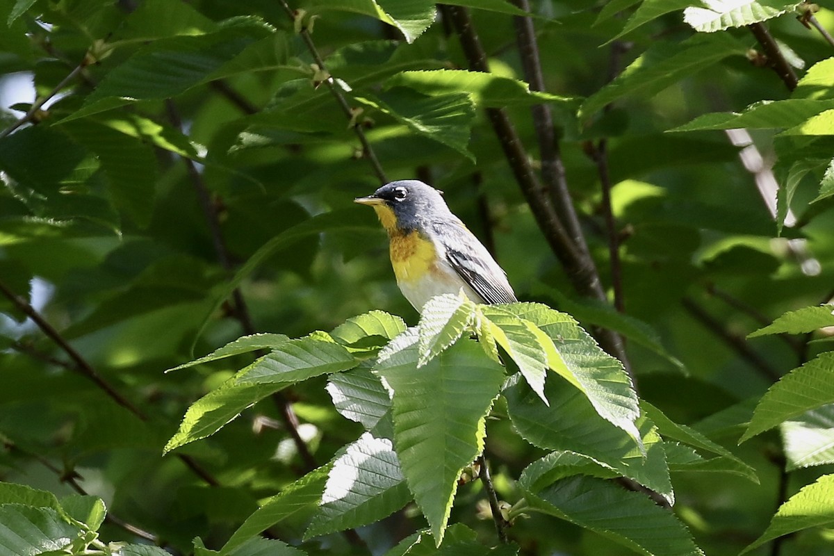 Northern Parula - ML659695060