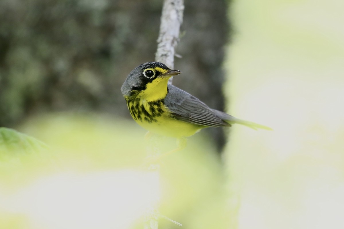 Canada Warbler - ML659695077