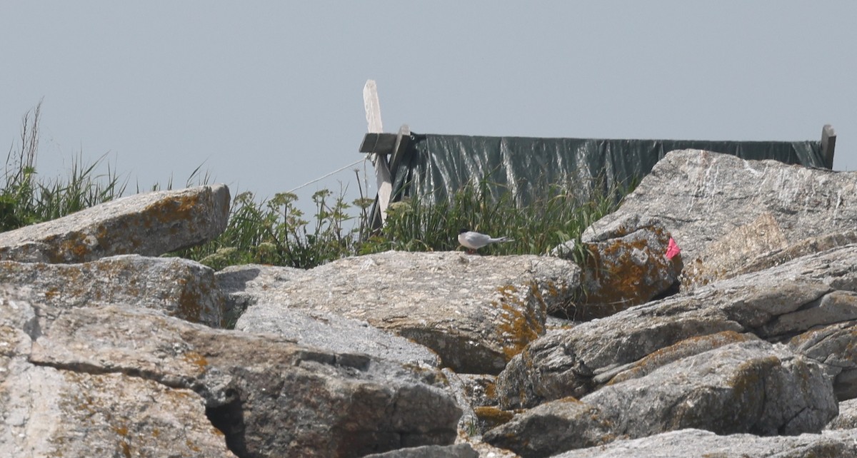 Roseate Tern - ML659695100