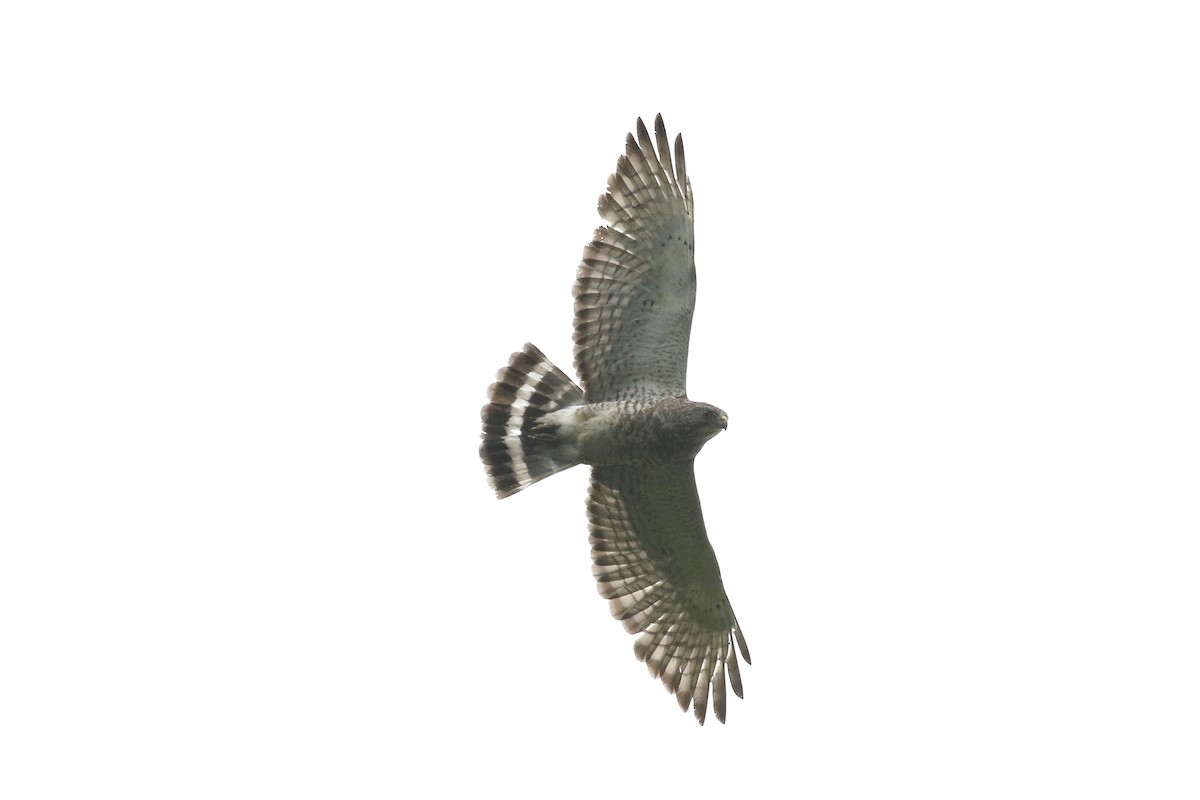 Broad-winged Hawk - ML659695143