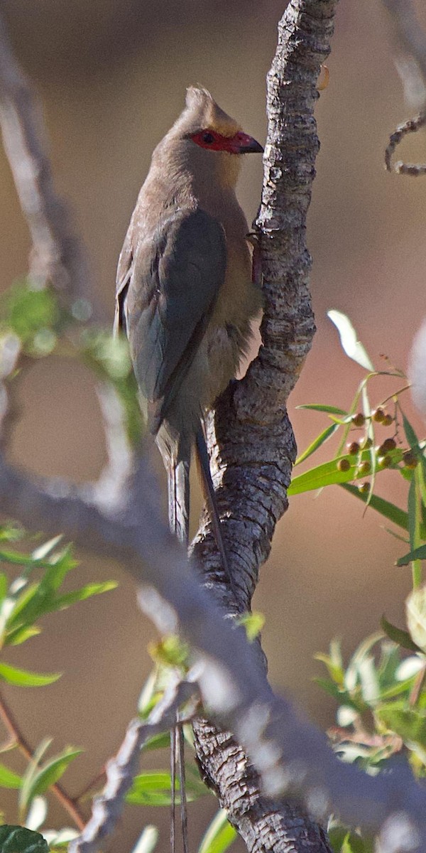Red-faced Mousebird - ML659695585