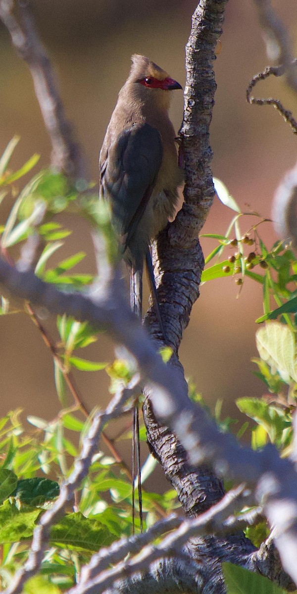 Red-faced Mousebird - ML659695586