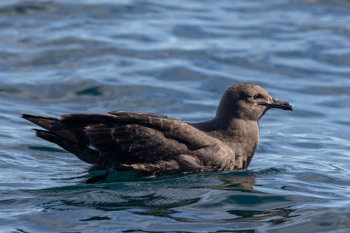 South Polar Skua - ML659695884