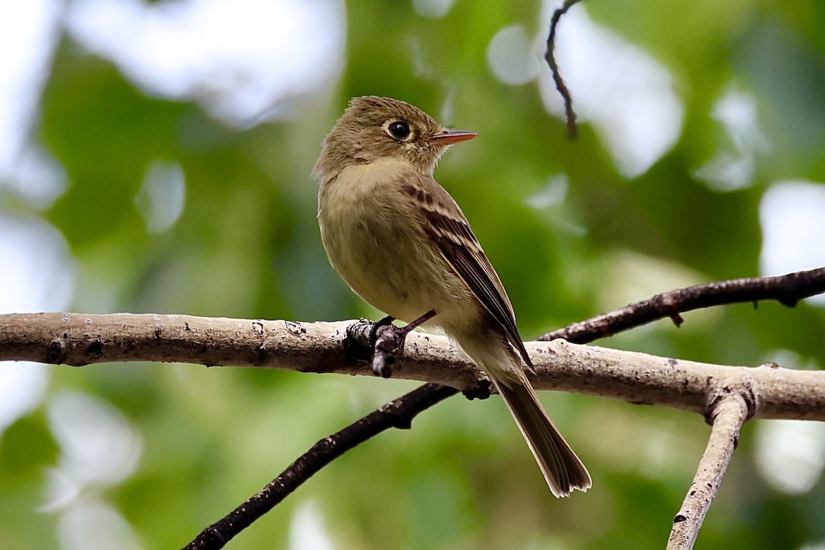 Western Flycatcher - ML659695996