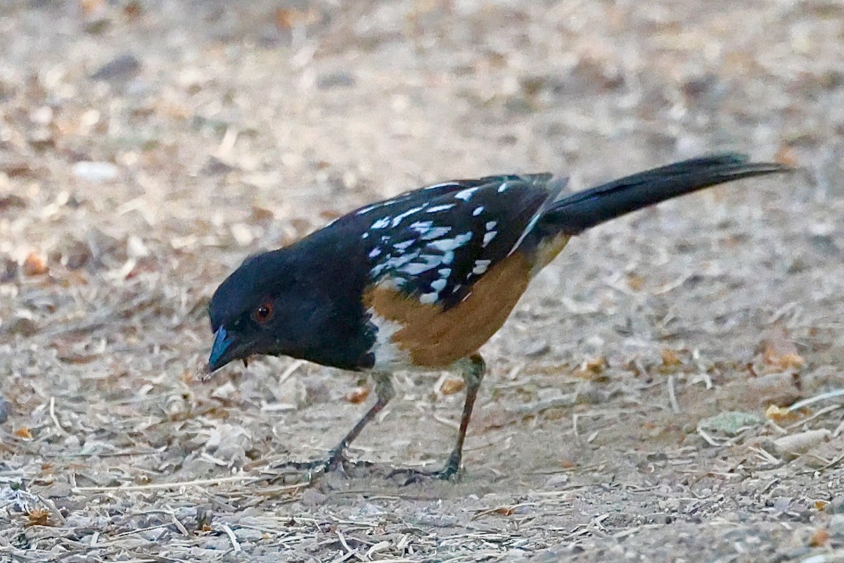 ホシワキアカトウヒチョウ - ML659696064