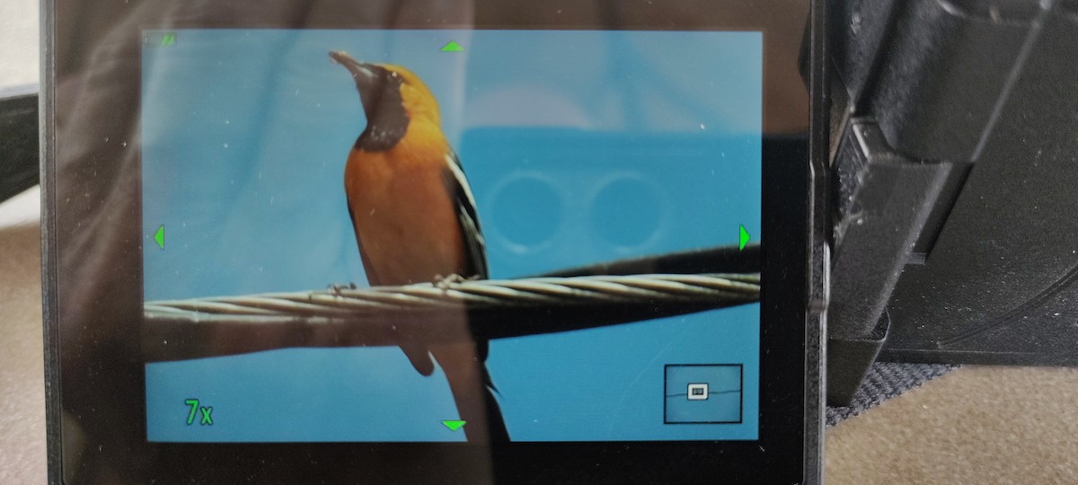 Hooded Oriole - ML659696120