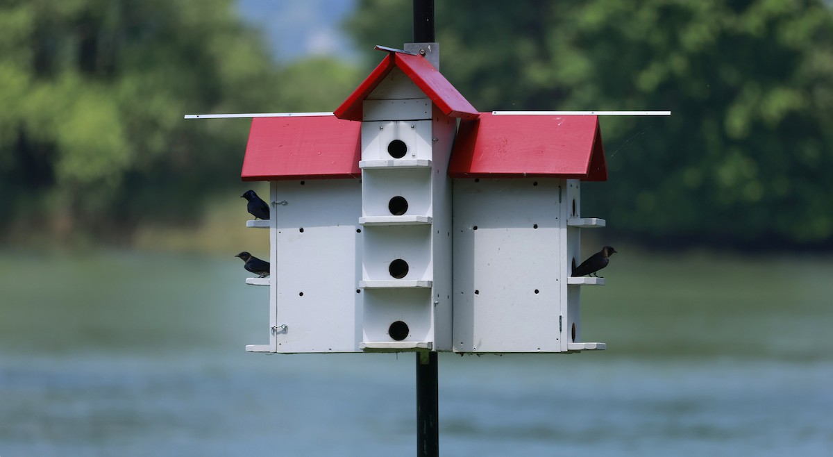 Purple Martin - ML659696782