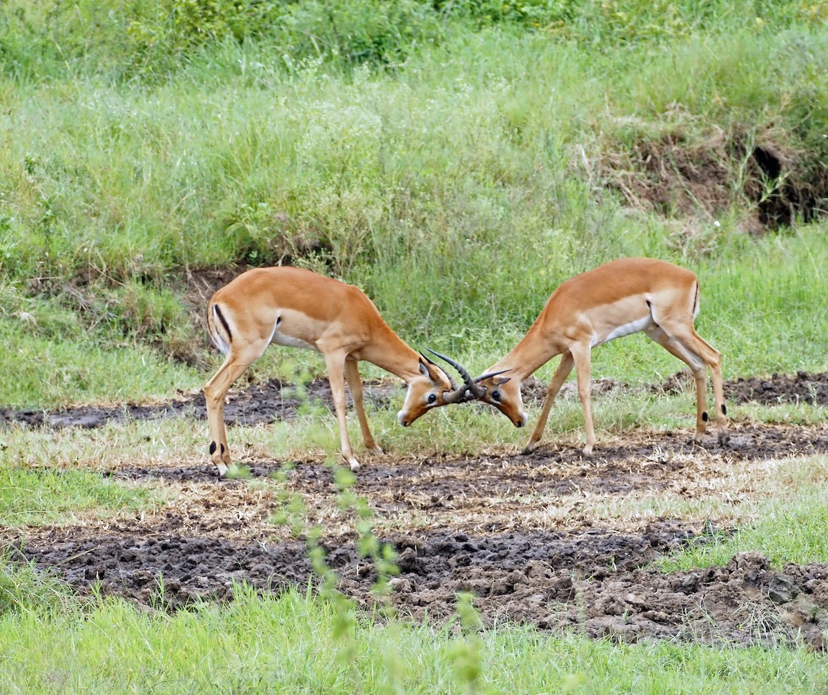 Impala - ML659697959