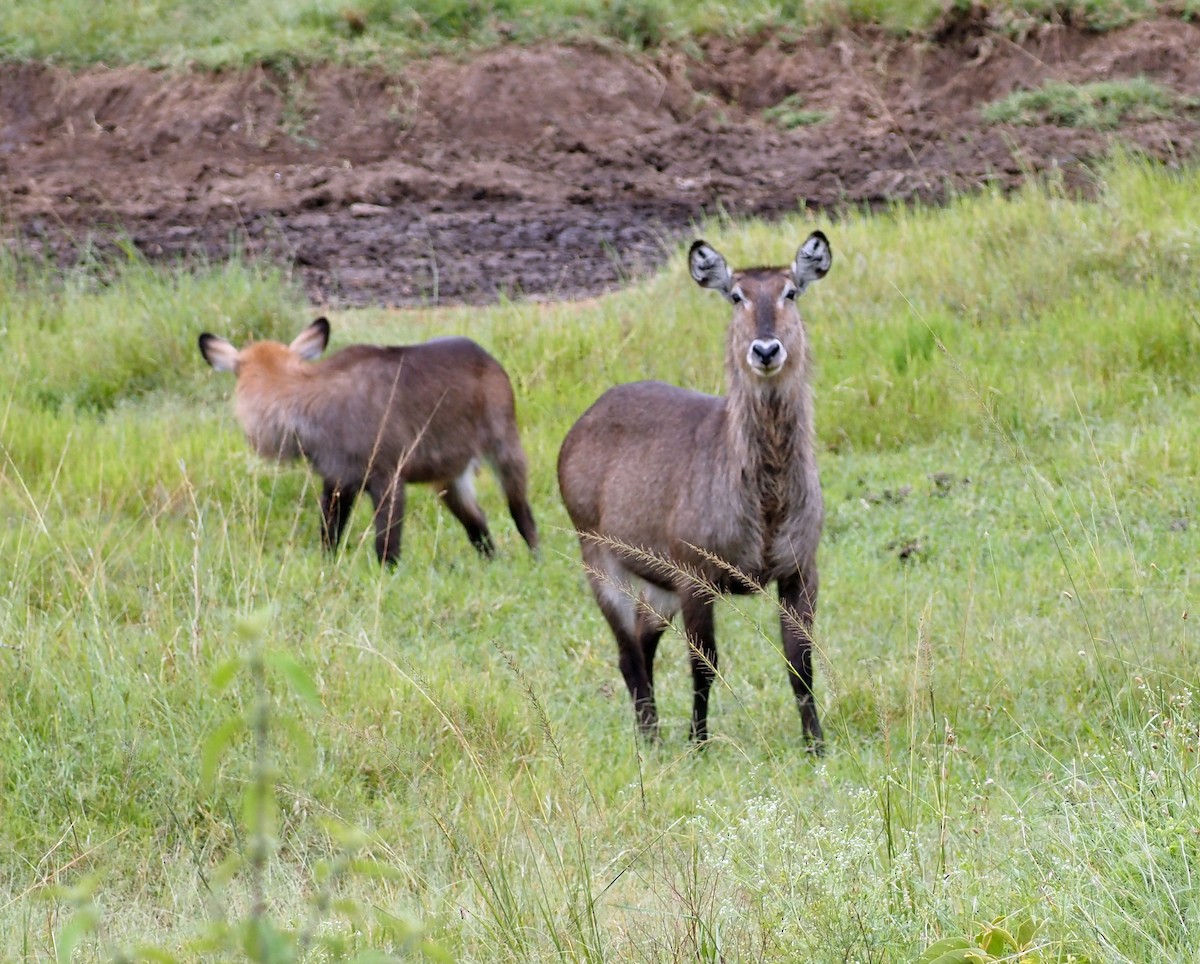 Waterbuck - ML659697969
