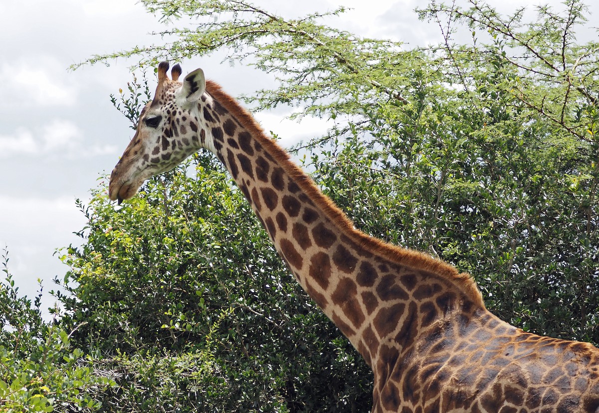 Maasai Giraffe - ML659697983