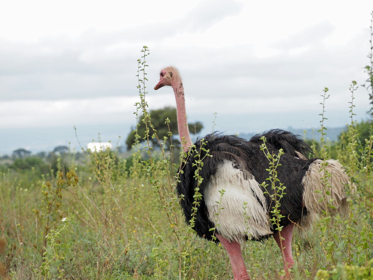 Common Ostrich - ML659698227