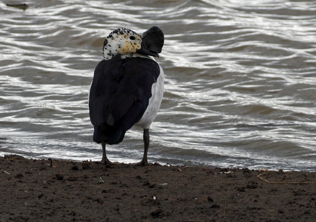 Knob-billed Duck - ML659698239