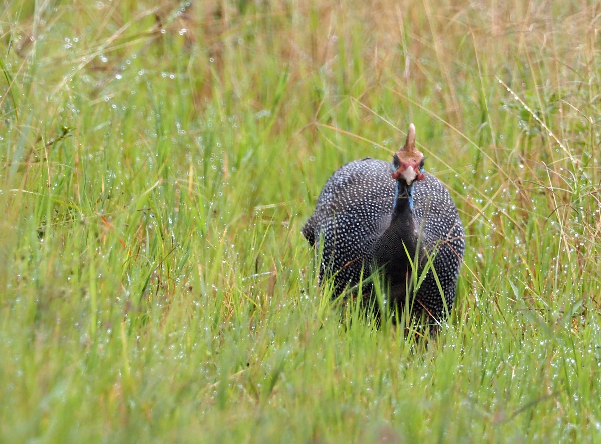 Helmeted Guineafowl - ML659698288