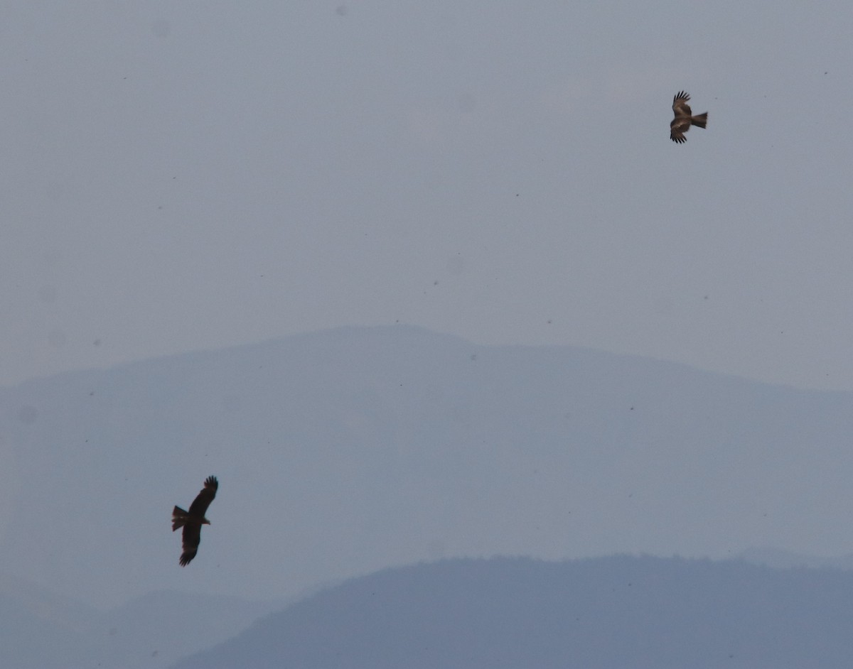 Black Kite - ML659698306