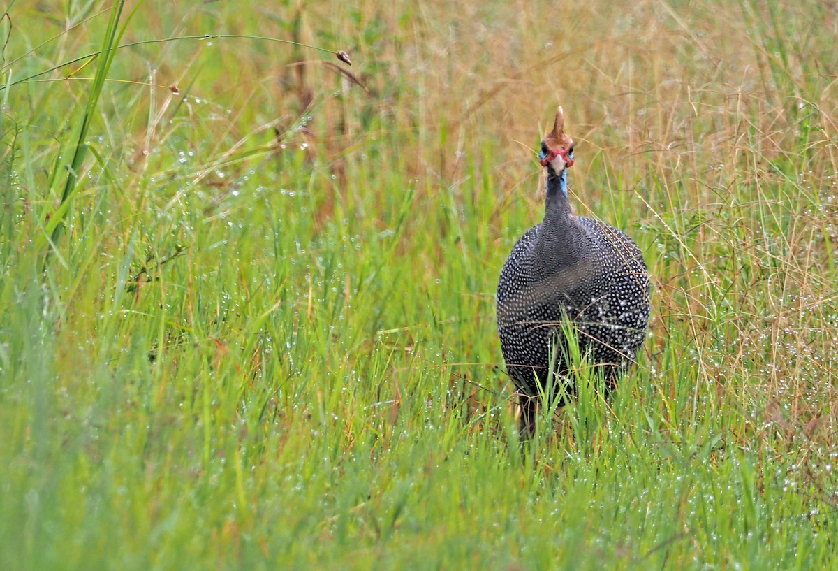 Helmeted Guineafowl - ML659698316