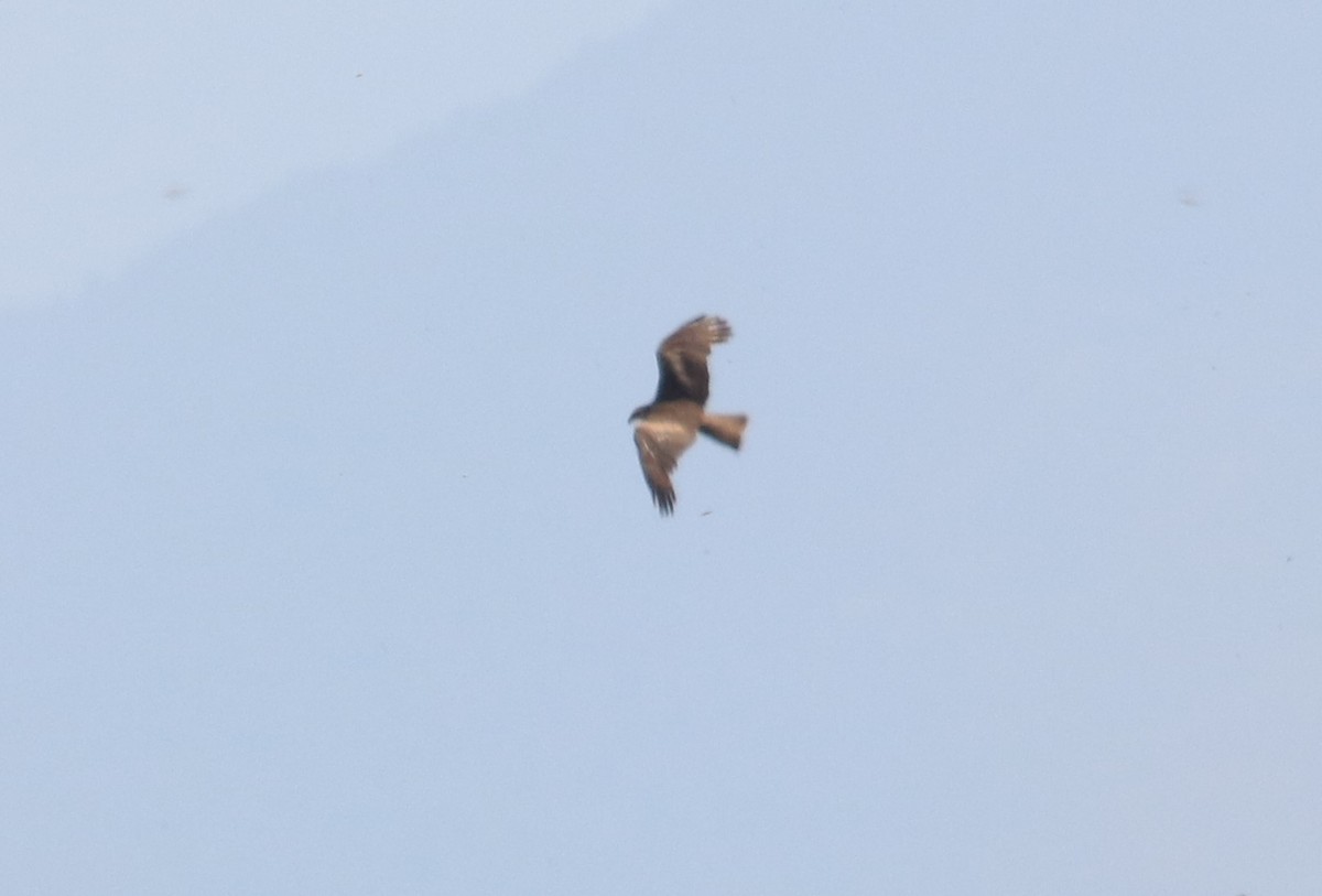 Black Kite - ML659698318
