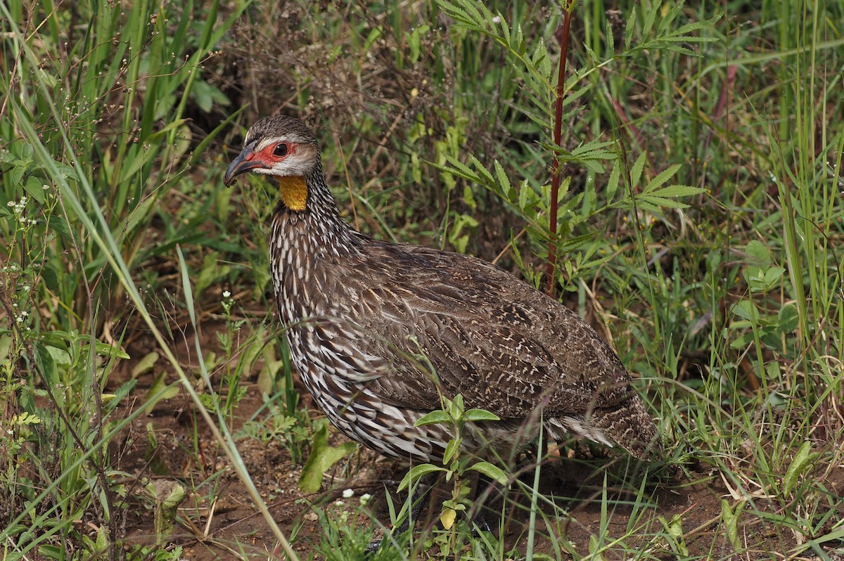 Yellow-necked Spurfowl - ML659698338
