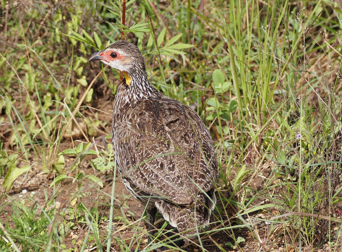 Yellow-necked Spurfowl - ML659698363
