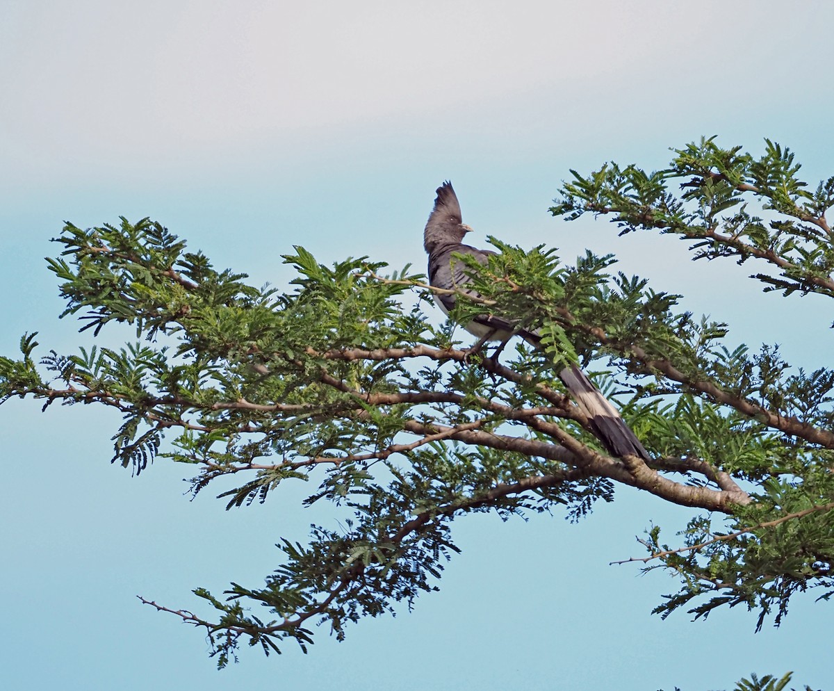 White-bellied Go-away-bird - ML659698466