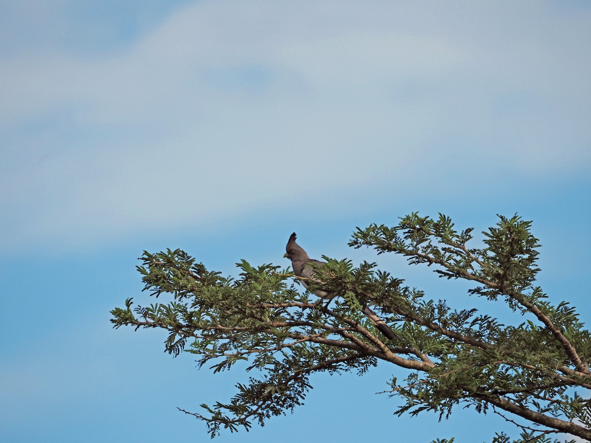 White-bellied Go-away-bird - ML659698467