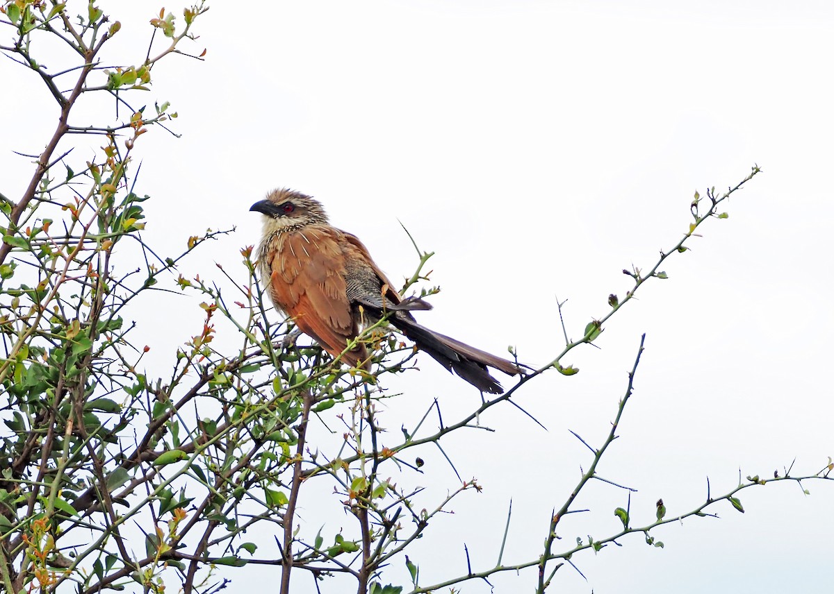 White-browed Coucal - ML659698487