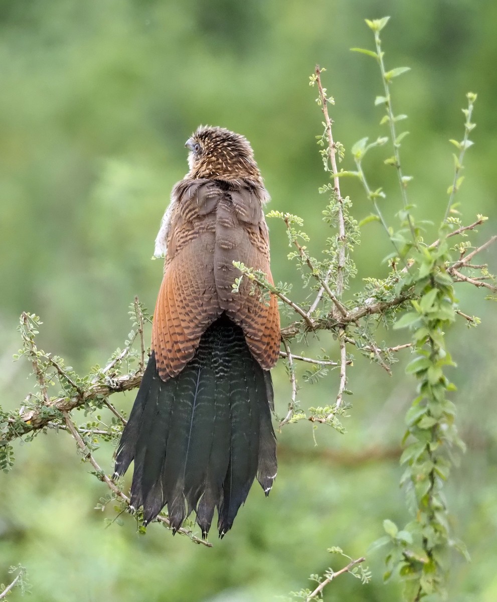 White-browed Coucal - ML659698549