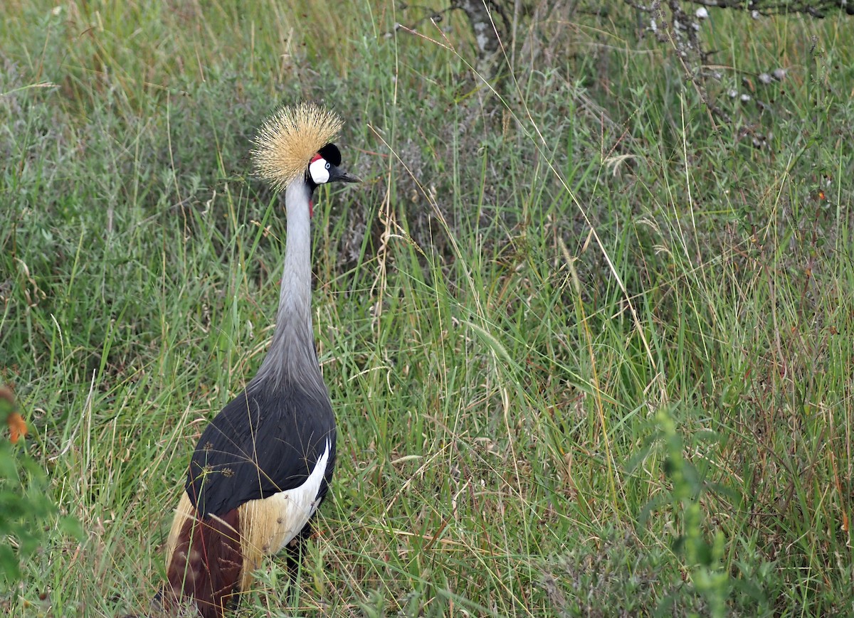Gray Crowned-Crane - ML659698560