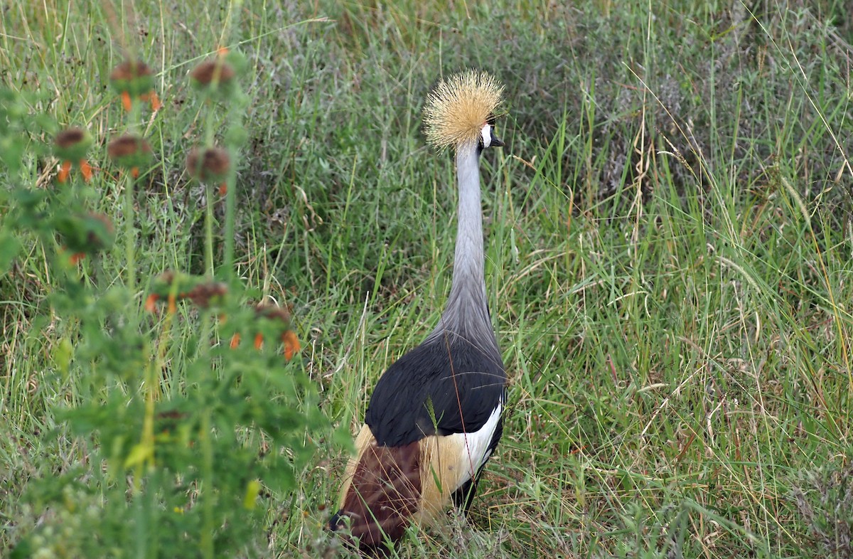 Gray Crowned-Crane - ML659698561