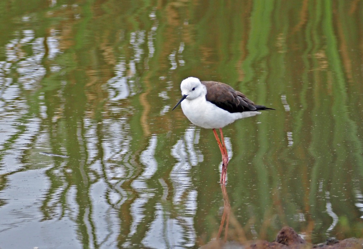 Black-winged Stilt - ML659698627