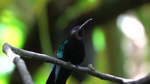 Purple-throated Carib - ML659698654