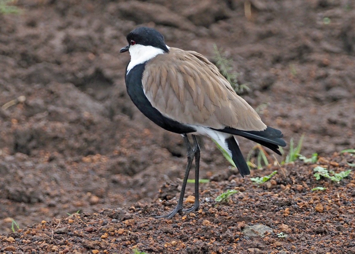 Spur-winged Lapwing - ML659698733
