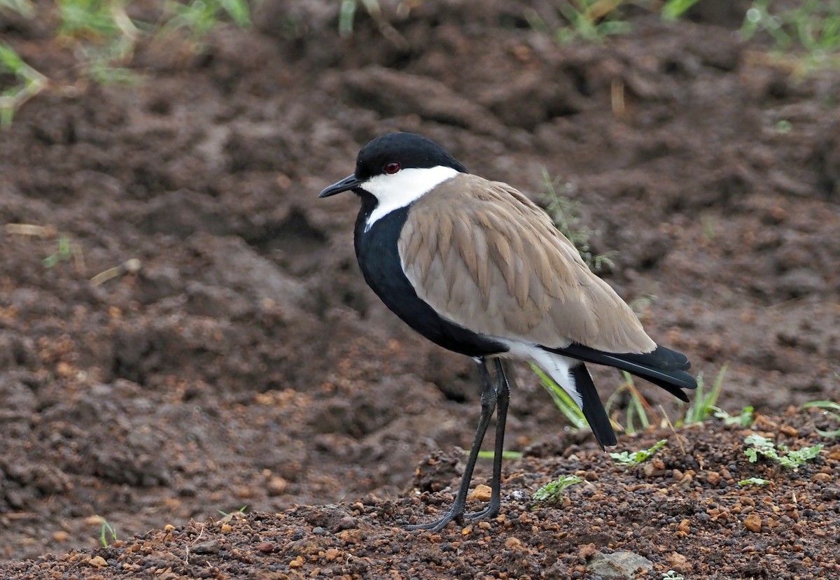 Spur-winged Lapwing - ML659698734