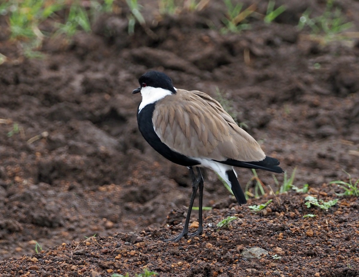 Spur-winged Lapwing - ML659698735