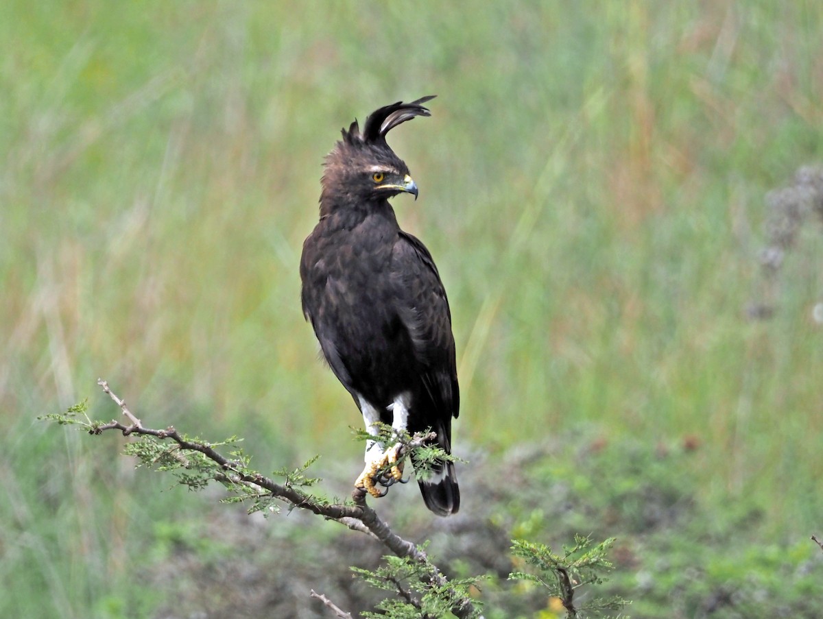 Long-crested Eagle - ML659698811