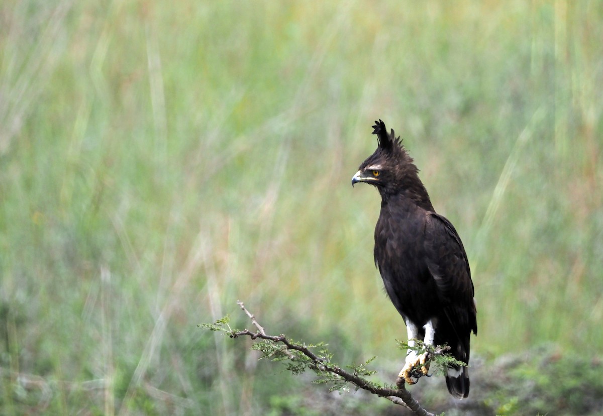 Long-crested Eagle - ML659698812