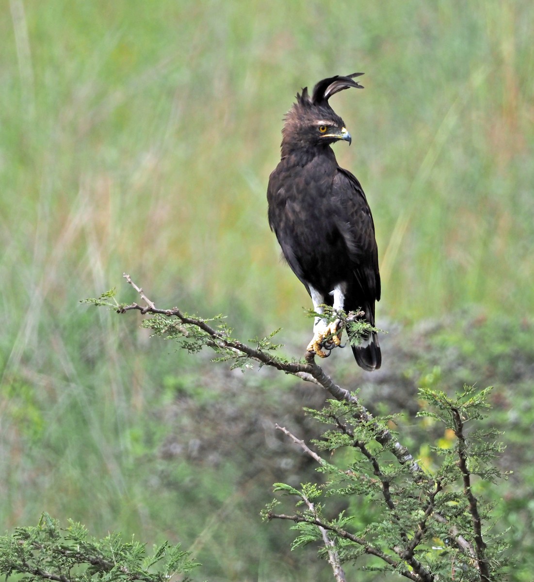 Long-crested Eagle - ML659698813