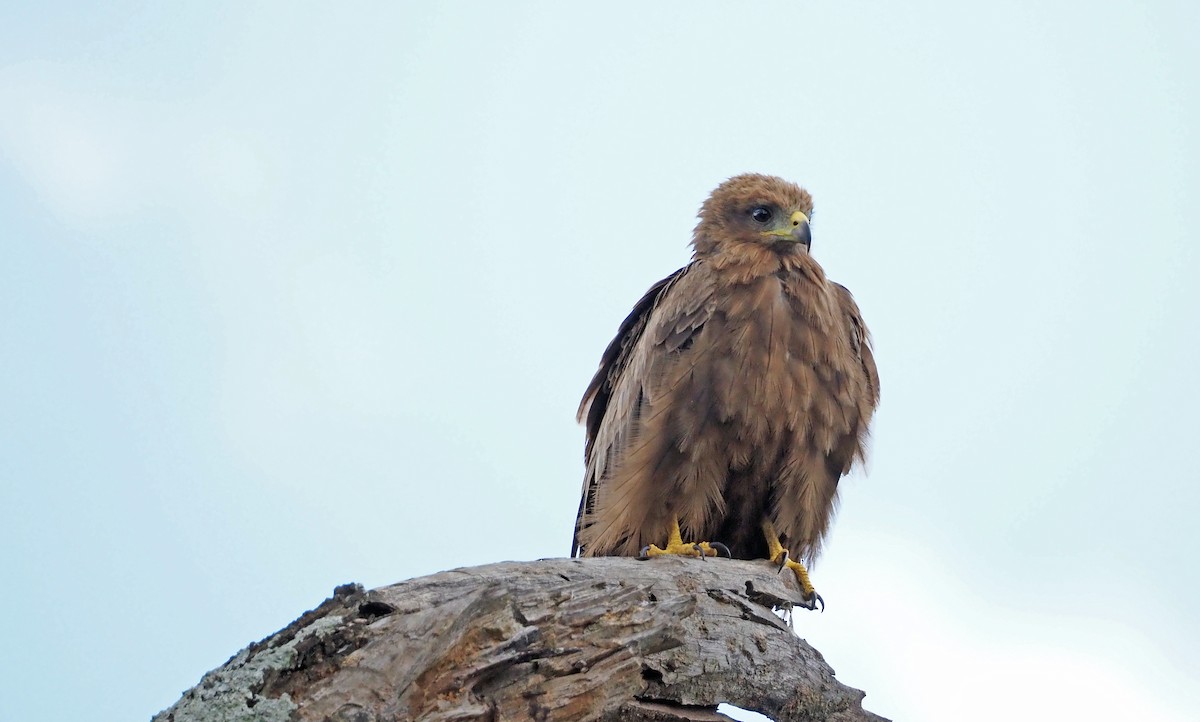 Black Kite - ML659698830