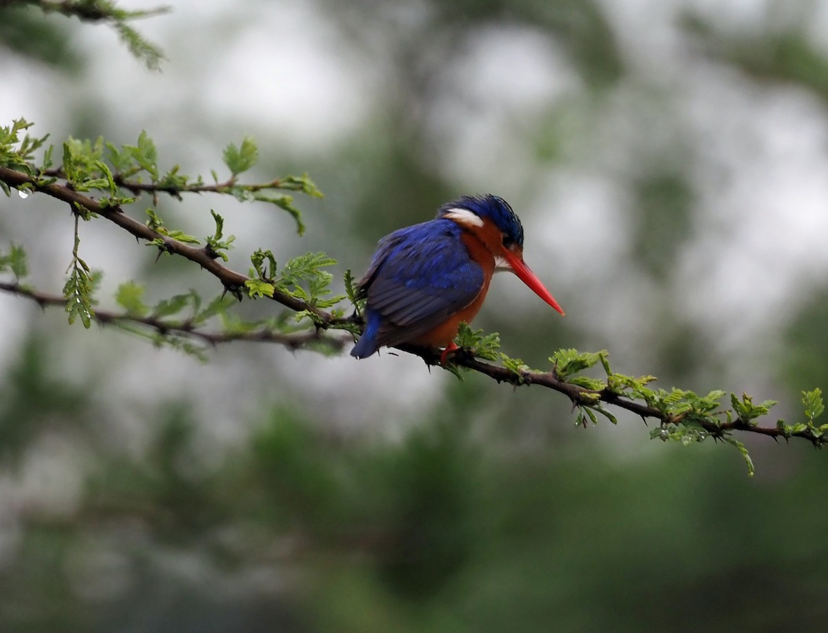 Malachite Kingfisher - ML659698857