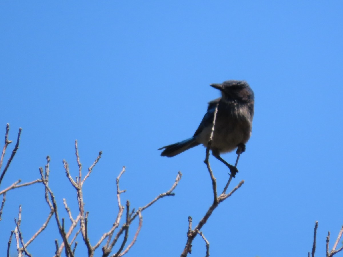 Woodhouse's Scrub-Jay - ML659699381