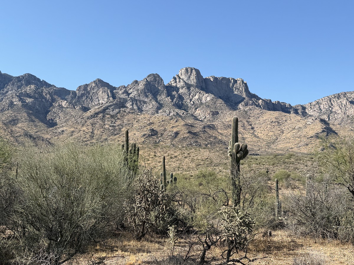 null - ML659699421
