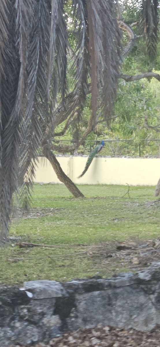 Indian Peafowl - ML659700051