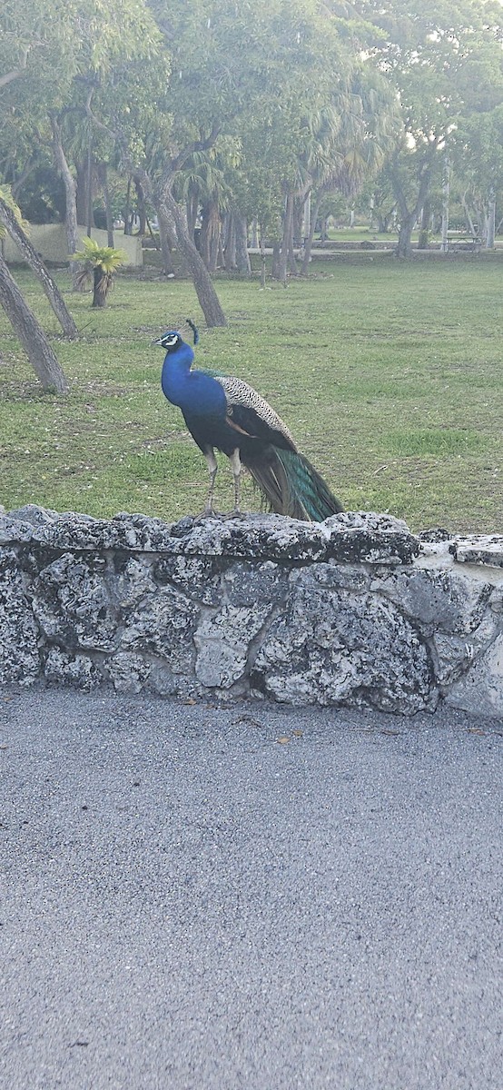 Indian Peafowl - ML659700055