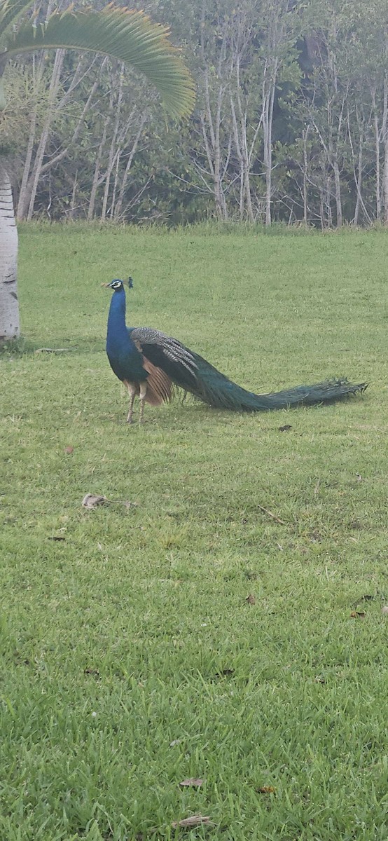 Indian Peafowl - ML659700401