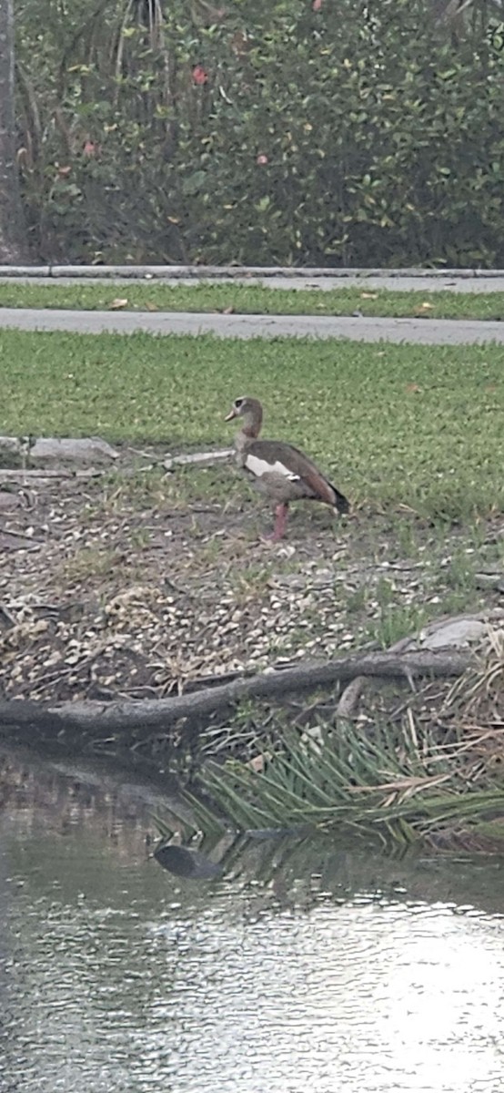 Egyptian Goose - ML659700403